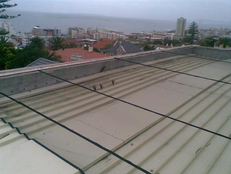 Foto de Bird Control Cape Town (Bird Repel Services)