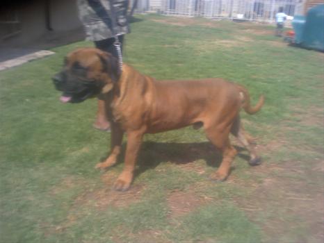 Boerboel kennels clearance