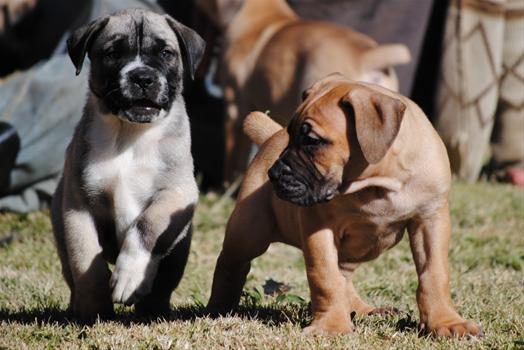 Kobco Ysterberg Mastiffs Vereeniging