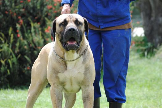 Fotos de Kobco Ysterberg Mastiffs