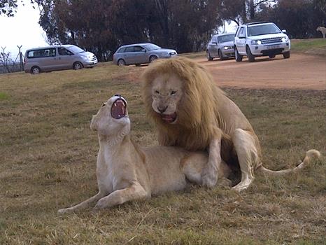 Foto de Ndou Khulwane Travel And Tours