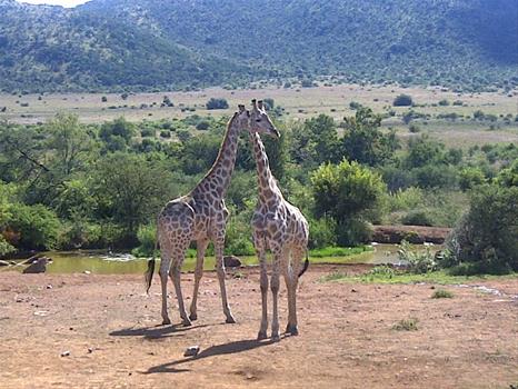 Fotos de Ndou Khulwane Travel And Tours