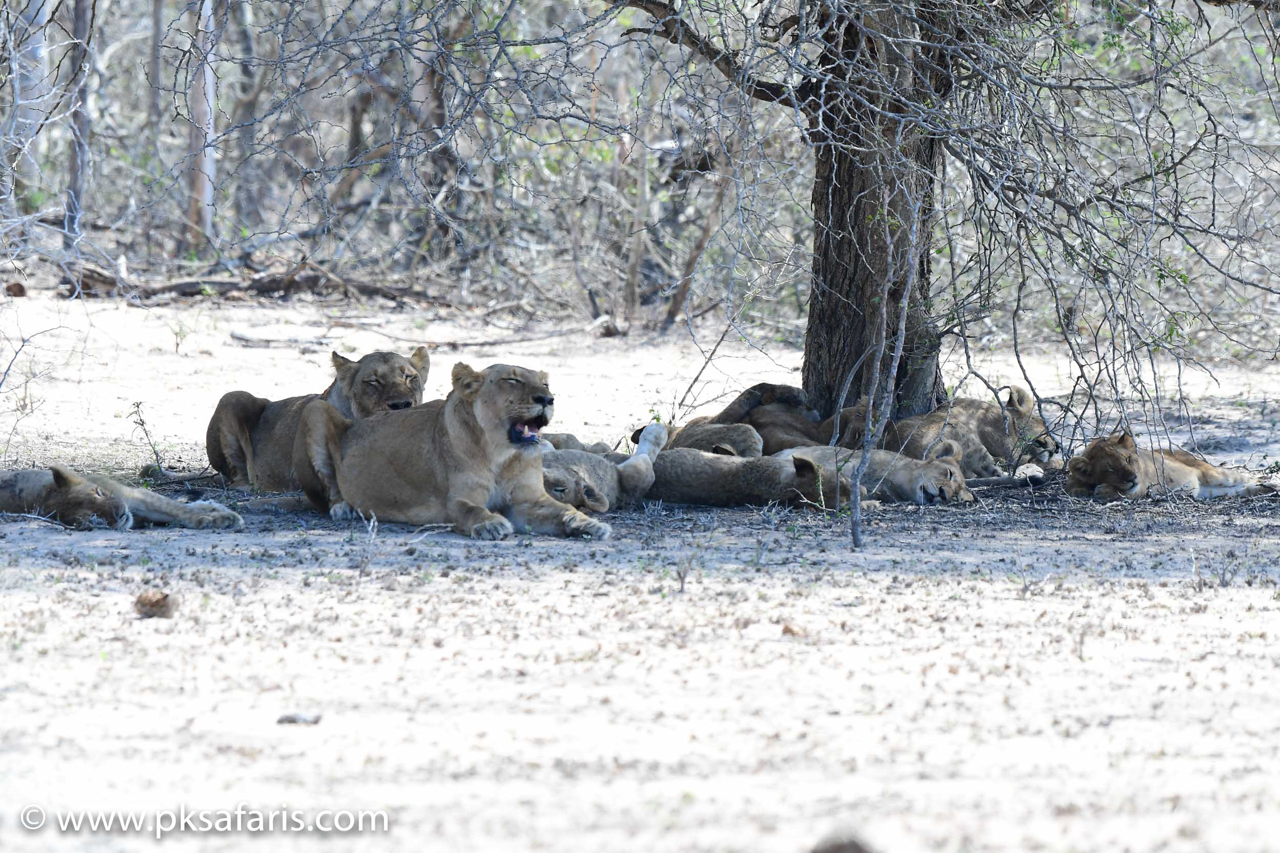 Foto de Private Kruger Safaris Hazyview