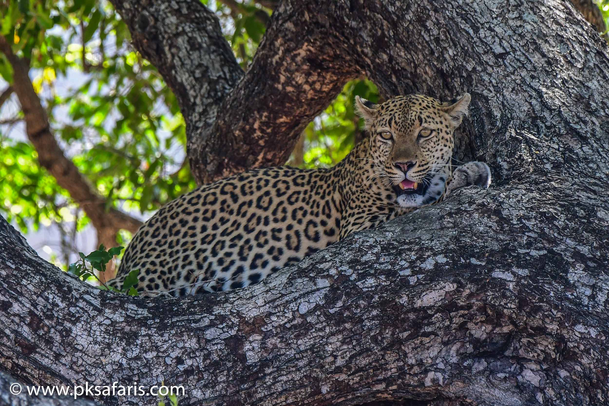 Fotos de Private Kruger Safaris