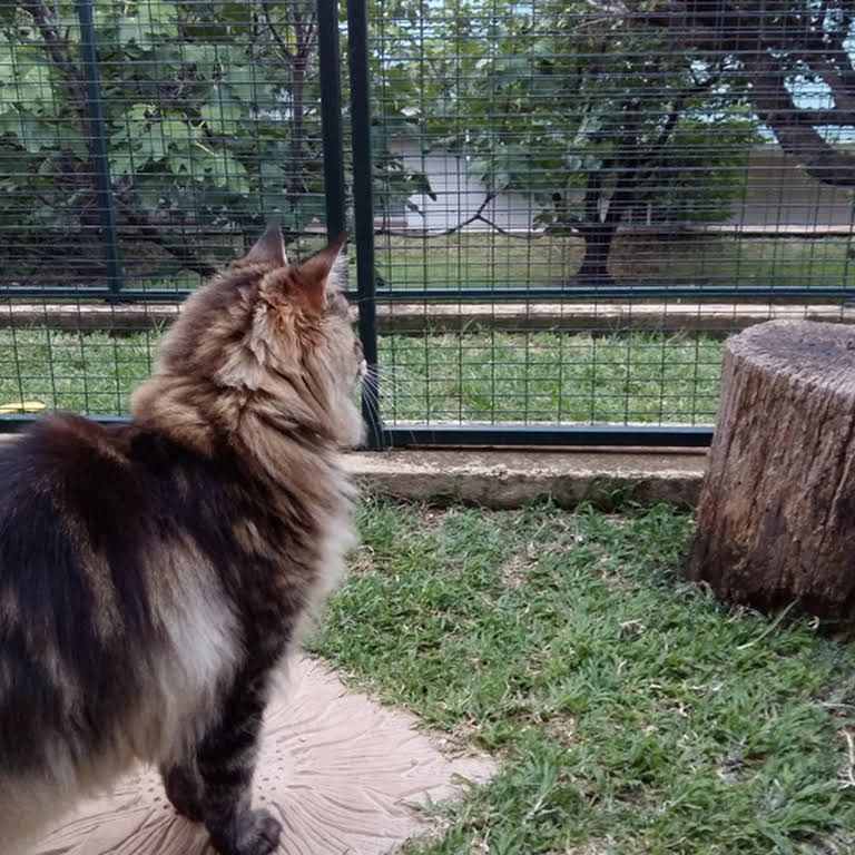 Purrfect Place Cat Hotel Johannesburg