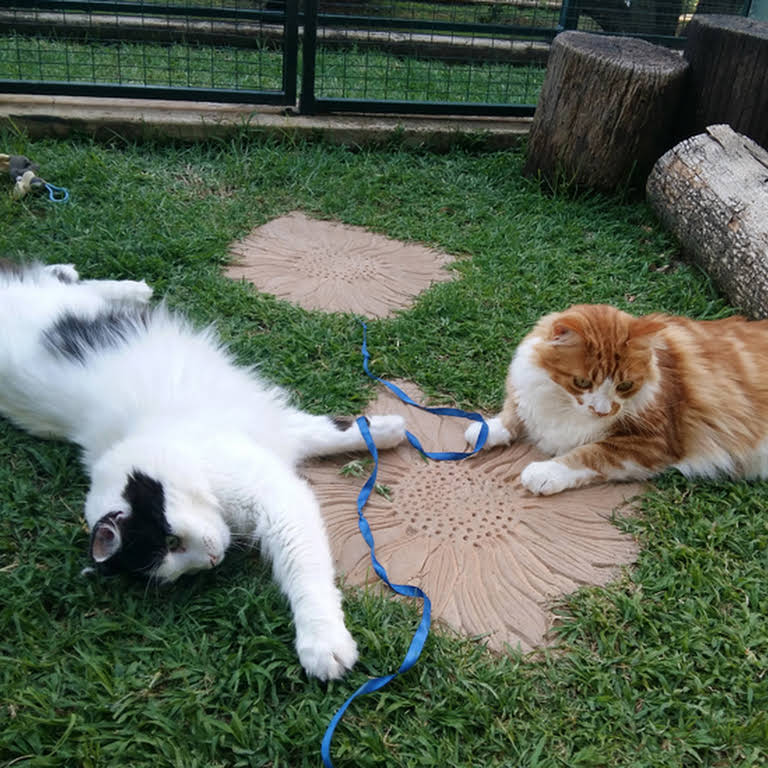 Foto de Purrfect Place Cat Hotel Johannesburg
