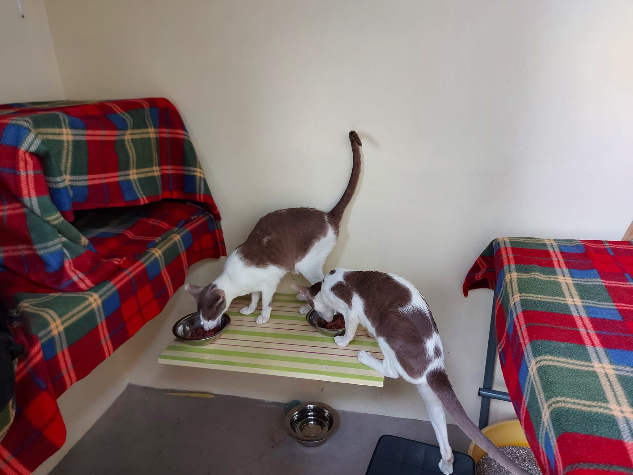 Fotos de Purrfect Place Cat Hotel