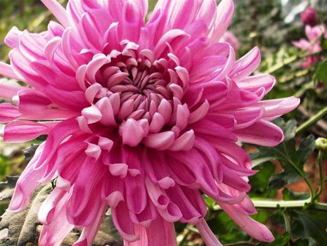 Foto de Rolf Flowers