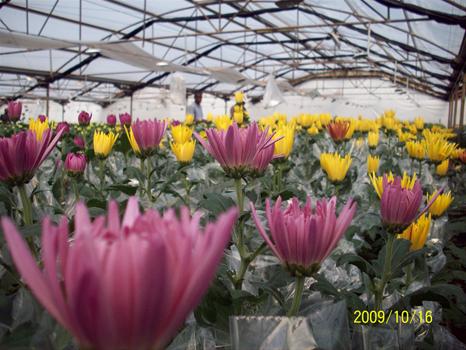 Fotos de Rolf Flowers