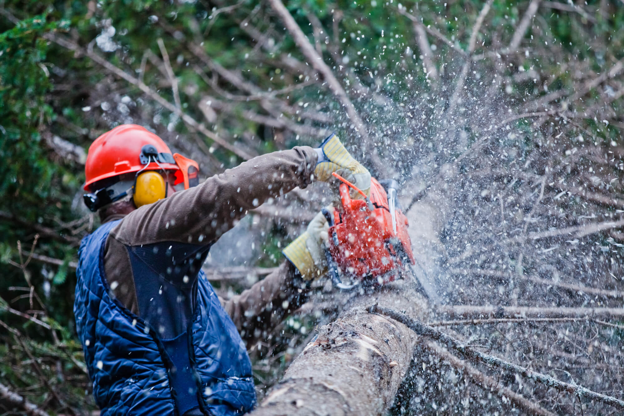 Foto de Tree Felling Pros East Rand